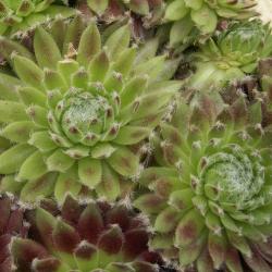 Sempervivum - Dachwurz - Hauswurz